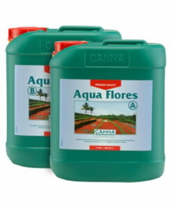 Canna - Aqua Flores
