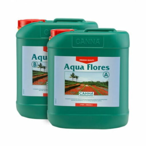 Canna - Aqua Flores