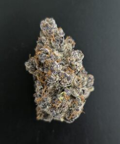 Yggdrasil cannabis plante fra Asgaard Genetics med store blomster og høj Sativa profil