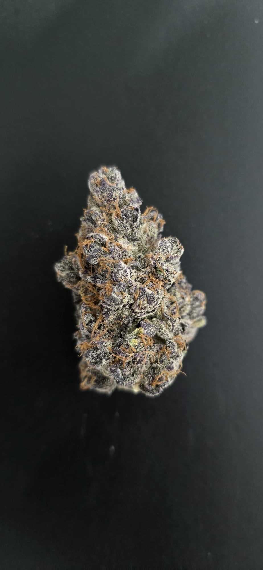 Yggdrasil cannabis plante fra Asgaard Genetics med store blomster og høj Sativa profil