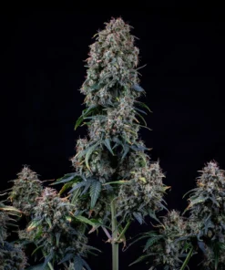 Alien vs Triangle Mephisto Genetics cannabisfrø med store krystalliserede topskud hos sensimilla.dk
