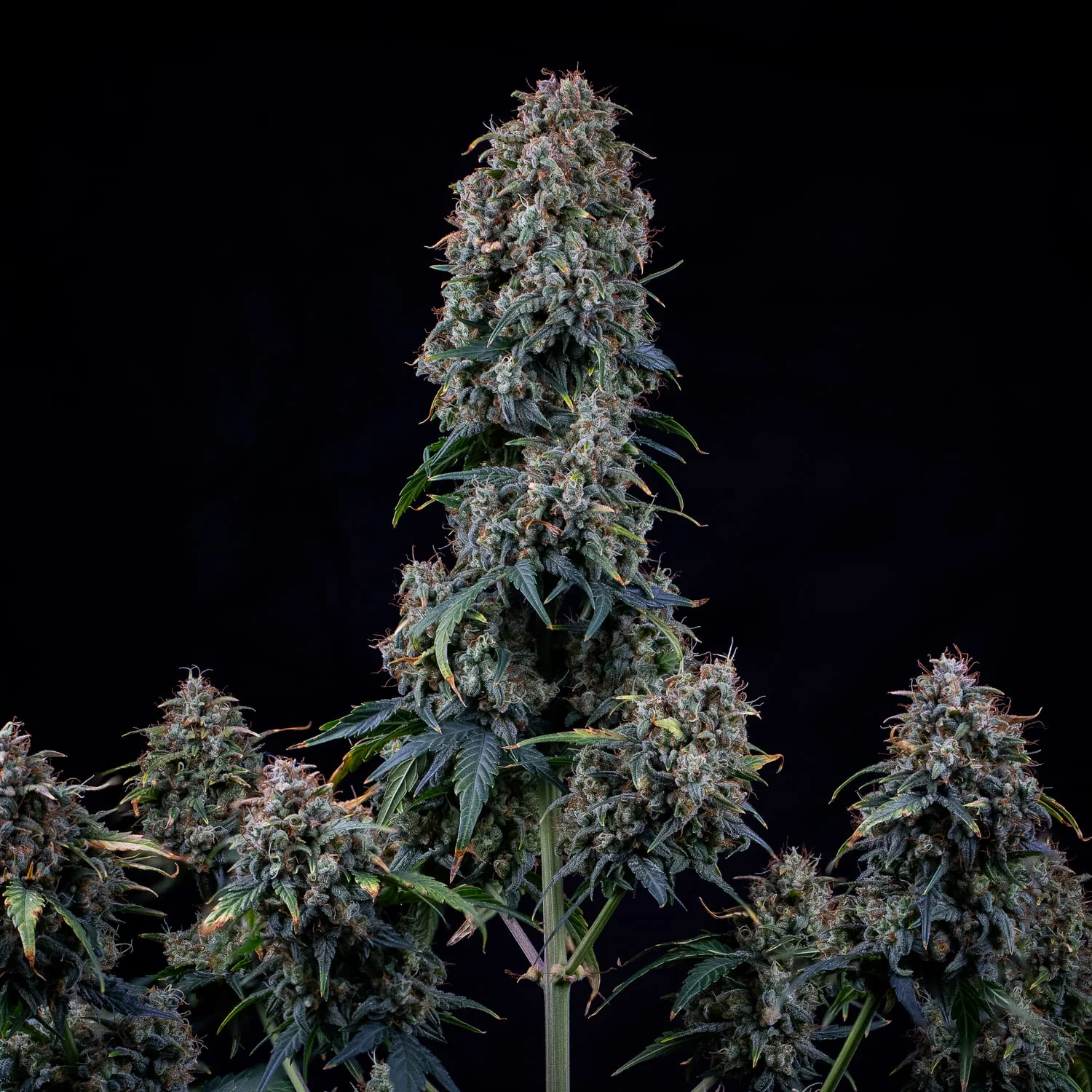 Alien vs Triangle Mephisto Genetics cannabisfrø med store krystalliserede topskud hos sensimilla.dk