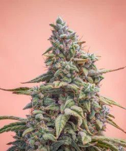 Canna-Cheese 1:1 Mephisto Genetics medicinsk cannabisfrø med højt CBD indhold på sensimilla.dk