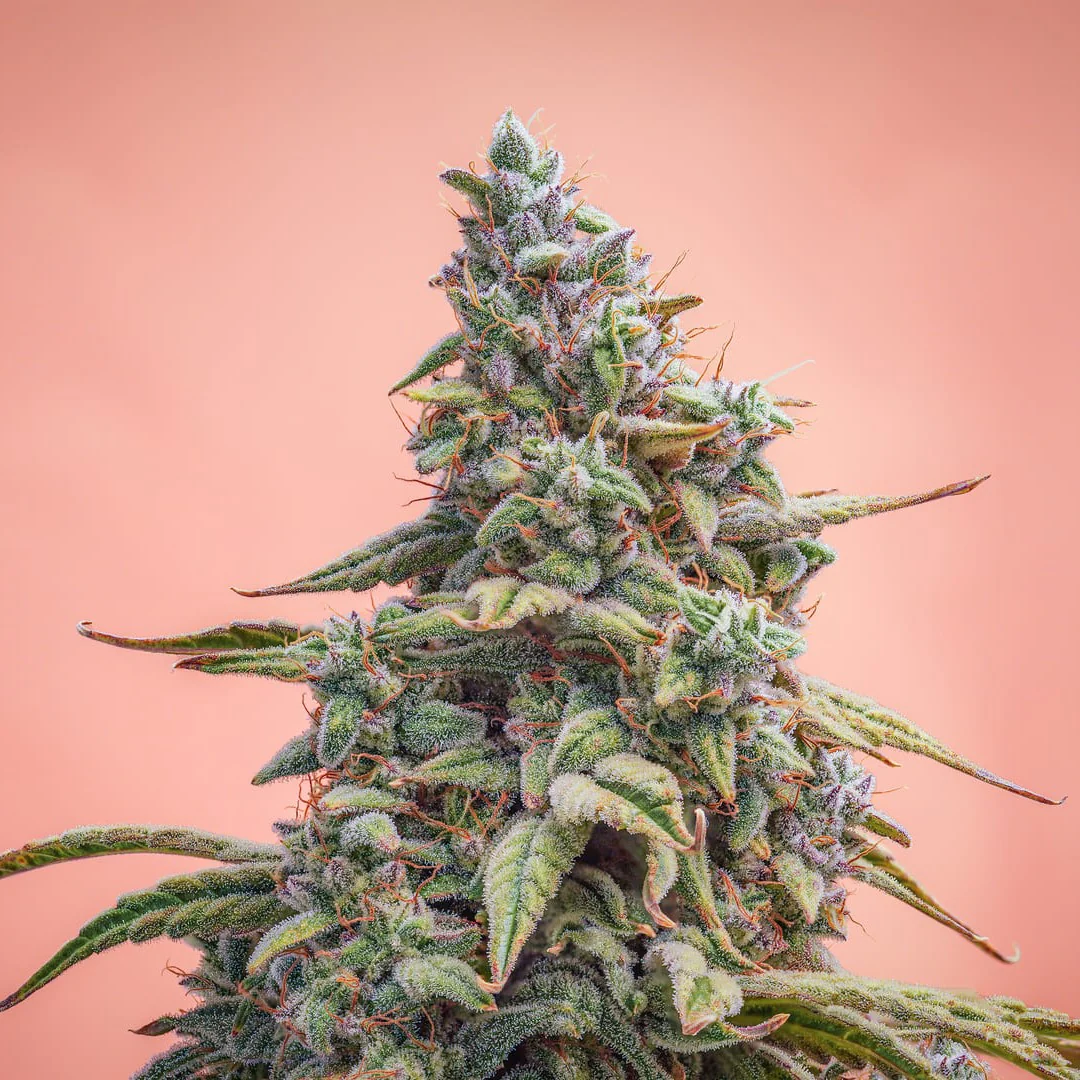 Canna-Cheese 1:1 Mephisto Genetics medicinsk cannabisfrø med højt CBD indhold på sensimilla.dk