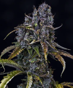 Toof Decay Mephisto Genetics cannabisfrø klistret indica skunk med lilla nuancer på sensimilla.dk