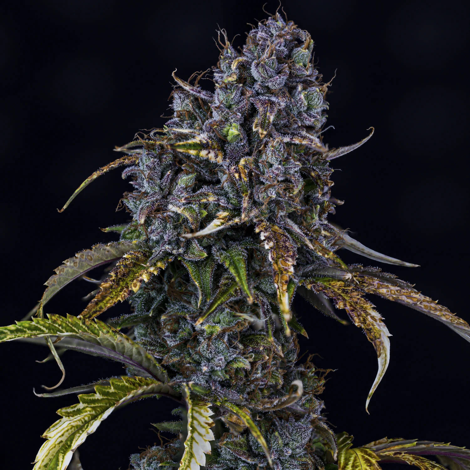 Toof Decay Mephisto Genetics cannabisfrø klistret indica skunk med lilla nuancer på sensimilla.dk